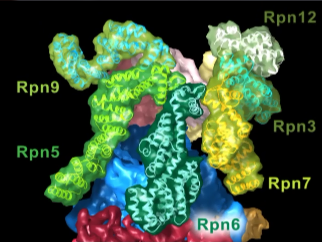 Image from the Molecular Architecture of the 26S Proteaseome Holocomplex produced at Max Planck Institute of Biocehmistry, Department of Molecular Structural Biology, courtesy Stefan Bohn, Max-Planck Institute of Biochemistry, Martinsried, Germany, based on Lasker K, Förster F, Bohn S, Walzthoeni T, Villa E, Unverdorben P, Beck F, Aebersold R, Sali A, Baumeister W, Molecular architecture of the 26S proteasome holocomplex determined by an integrative approach. Proc. Natl. Acad. Sci. USA. 109:1380-7 (2012), Sakata E, Bohn S, Mihalache O, Kiss P, Beck F, Nagy I, Nickell S, Tanaka K, Saeki Y, Förster F, Baumeister W, Localization of the proteasomal ubiquitin receptors Rpn10 and Rpn13 by electron cryomicroscopy. Proc. Natl. Acad. Sci. USA. 109:1479-84 (2012) and Pathare GR, Nagy I, Bohn S, Unverdorben P, Hubert A, Körner R, Nickell S, Lasker K, Sali A, Tamura T, Nishioka T, Förster F, Baumeister W, Bracher A, The proteasomal subunit Rpn6 is a molecular clamp holding the core and regulatory subcomplexes together. Proc. Natl. Acad. Sci. USA. 109(1):149-54 (2012).