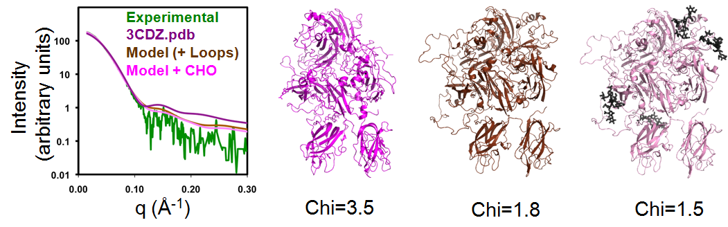 The molecular dynamics simulation program, BILBOMD, was used to model conformers of BDD rFVIII and compare their theoretical X-ray scattering curves to experimental scattering data. The crystal structure of BDD rFVIII (3CDZ.pdb) yielded a relatively poor fit (Chi=3.5), which was significantly improved (Chi=1.8) by the inclusion of loops corresponding to regions where the electron density was absent from the crystal structure. The addition of N-linked carbohydrate (CHO) further improved the fit (Chi=1.5).