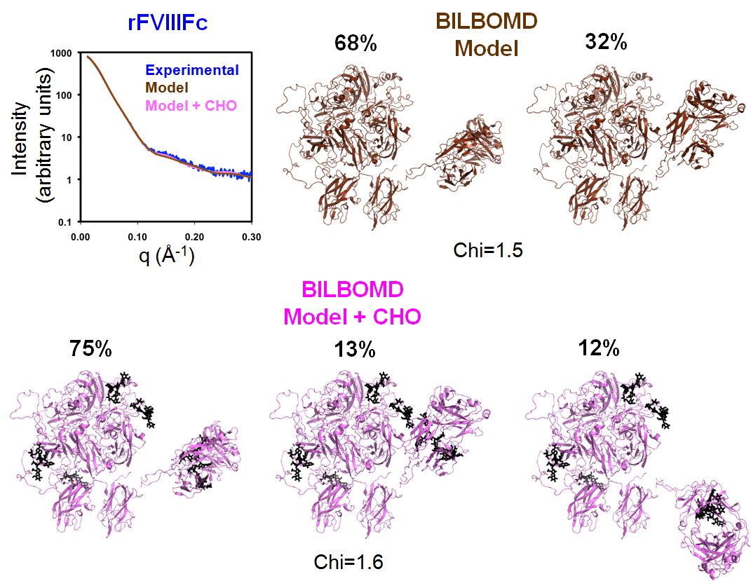 BILBOMD was used to generate a minimal ensemble of structures for which theoretical X-ray scattering curves optimally fit experimental scattering data. The rFVIIIFc model based on the BDD rFVIII BILBOMD model with surface loops but lacking N glycans comprises an ensemble of two structures with 68% and 32% occupancy (Chi=1.5). The inclusion of N-linked carbohydrate (CHO) in the model yielded a similar fit (Chi=1.6) for an ensemble of three structures with 75%, 13%, and 12% occupancy.